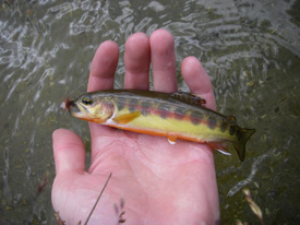 Native Trout Fly Fishing