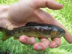 Native Trout Fly Fishing