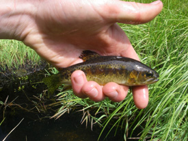 Native Trout Fly Fishing