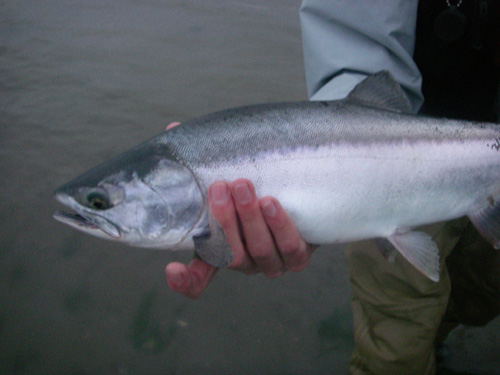 Native Trout Fly Fishing