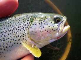 Native Trout Fly Fishing