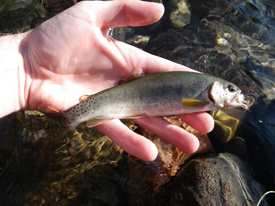 Native Trout Fly Fishing