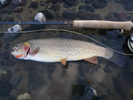 Native Trout Fly Fishing
