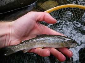 Native Trout Fly Fishing