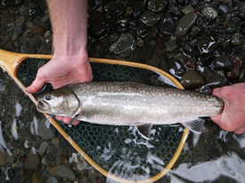 Native Trout Fly Fishing