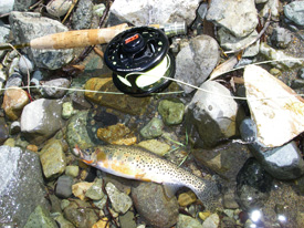 Native Trout Fly Fishing