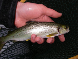 Native Trout Fly Fishing