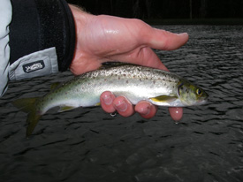 Native Trout Fly Fishing