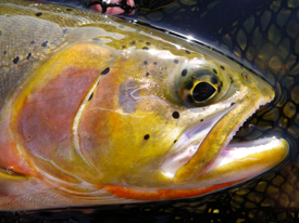 Native Trout Fly Fishing