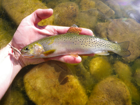 Native Trout Fly Fishing