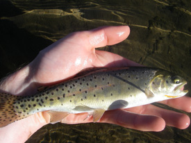 Native Trout Fly Fishing