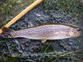 Native Trout Fly Fishing