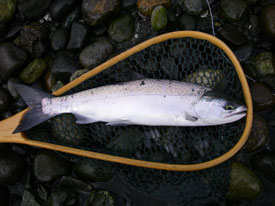 Native Trout Fly Fishing