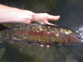 Native Trout Fly Fishing