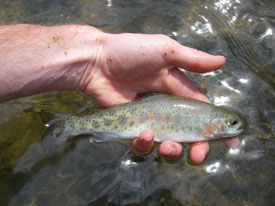 Native Trout Fly Fishing