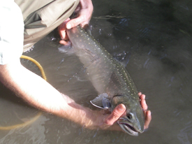 Native Trout Fly Fishing