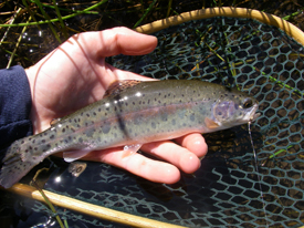 Native Trout Fly Fishing