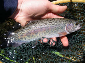 Native Trout Fly Fishing