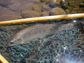 Native Trout Fly Fishing