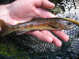 Native Trout Fly Fishing