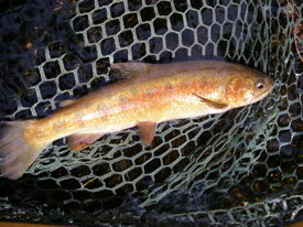 Native Trout Fly Fishing