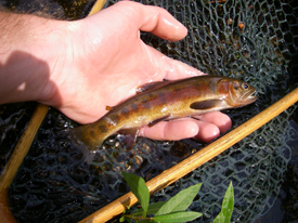 Native Trout Fly Fishing