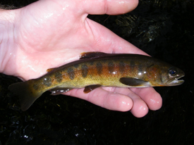 Native Trout Fly Fishing