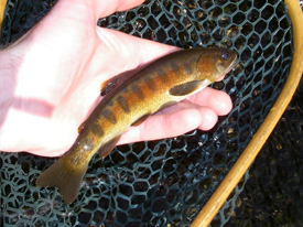 Native Trout Fly Fishing