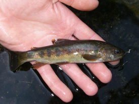 Native Trout Fly Fishing
