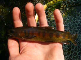 Native Trout Fly Fishing