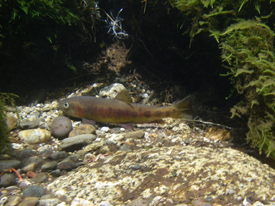 Native Trout Fly Fishing