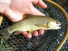 Native Trout Fly Fishing