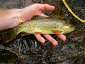 Native Trout Fly Fishing