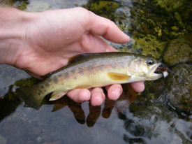 Native Trout Fly Fishing