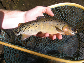 Native Trout Fly Fishing
