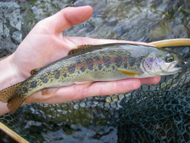 Native Trout Fly Fishing