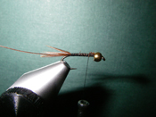 Native Trout Fly Fishing