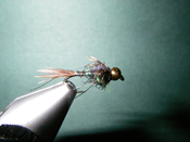 Native Trout Fly Fishing