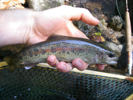 Native Trout Fly Fishing