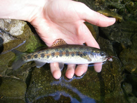 Native Trout Fly Fishing