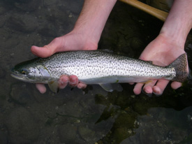 Native Trout Fly Fishing