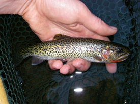 Native Trout Fly Fishing