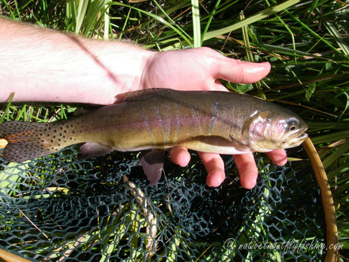 Native Trout Fly Fishing