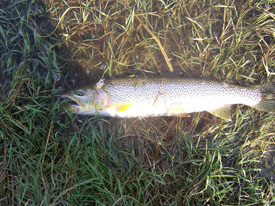 Native Trout Fly Fishing