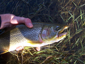 Native Trout Fly Fishing