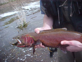 Native Trout Fly Fishing