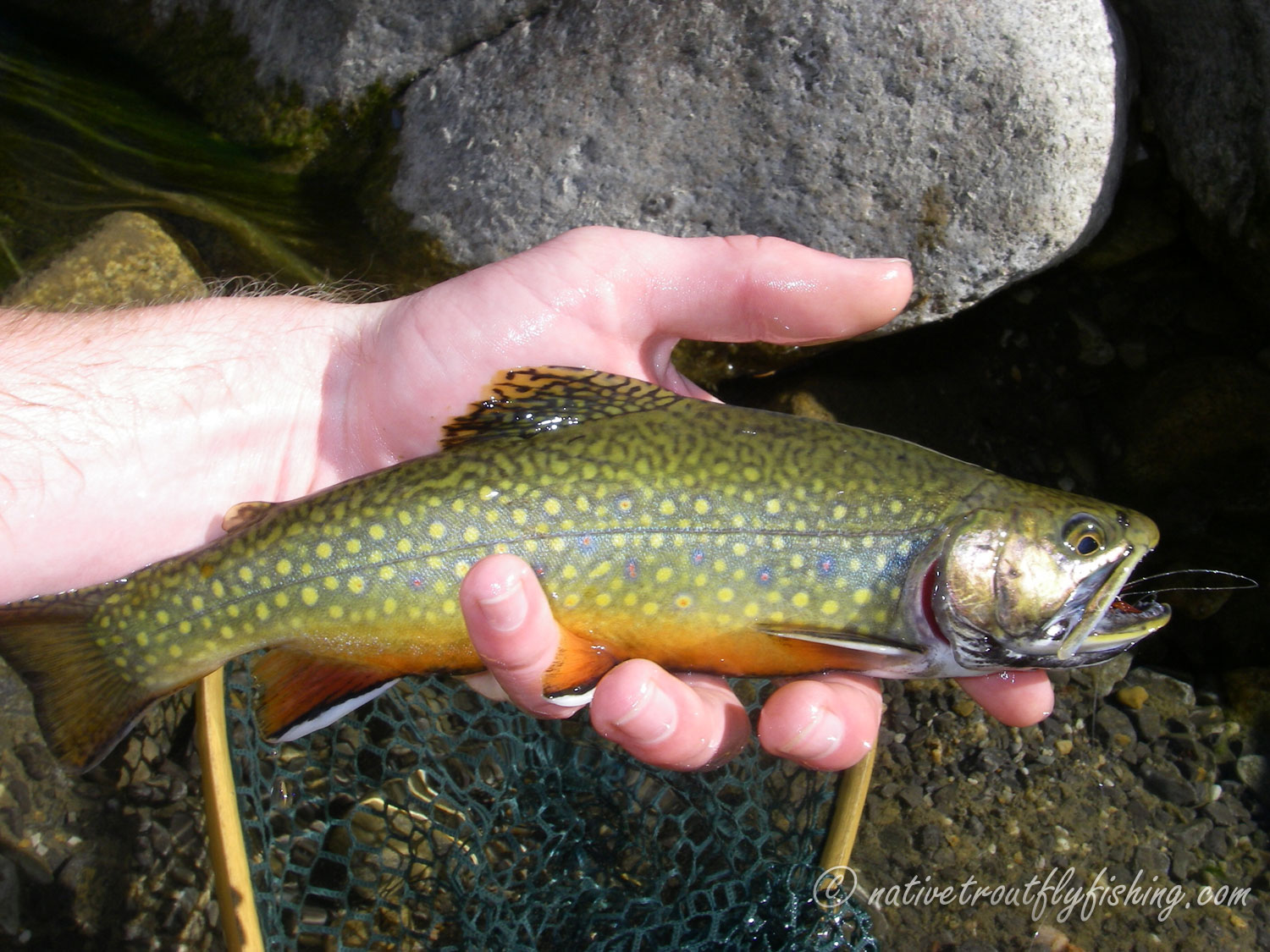 First brookie of the season! : Fishing