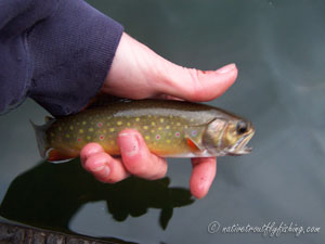 Native Trout Fly Fishing