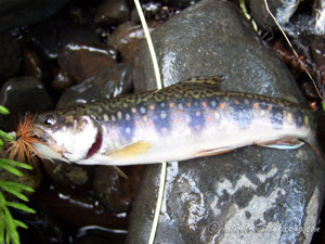 Native Trout Fly Fishing