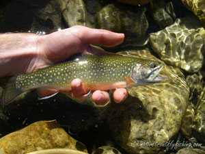 Native Trout Fly Fishing